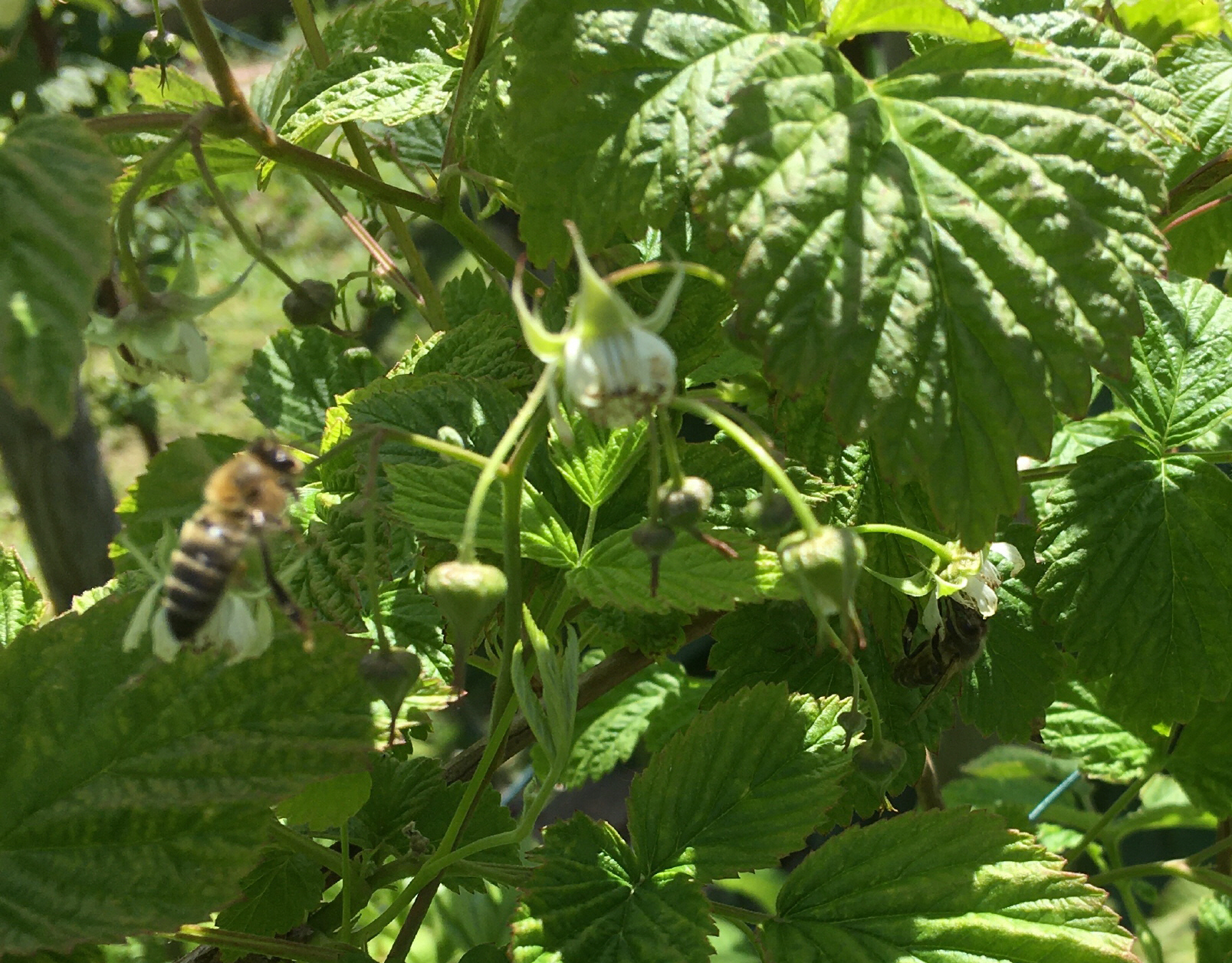 Gartenzauber und Ikebana