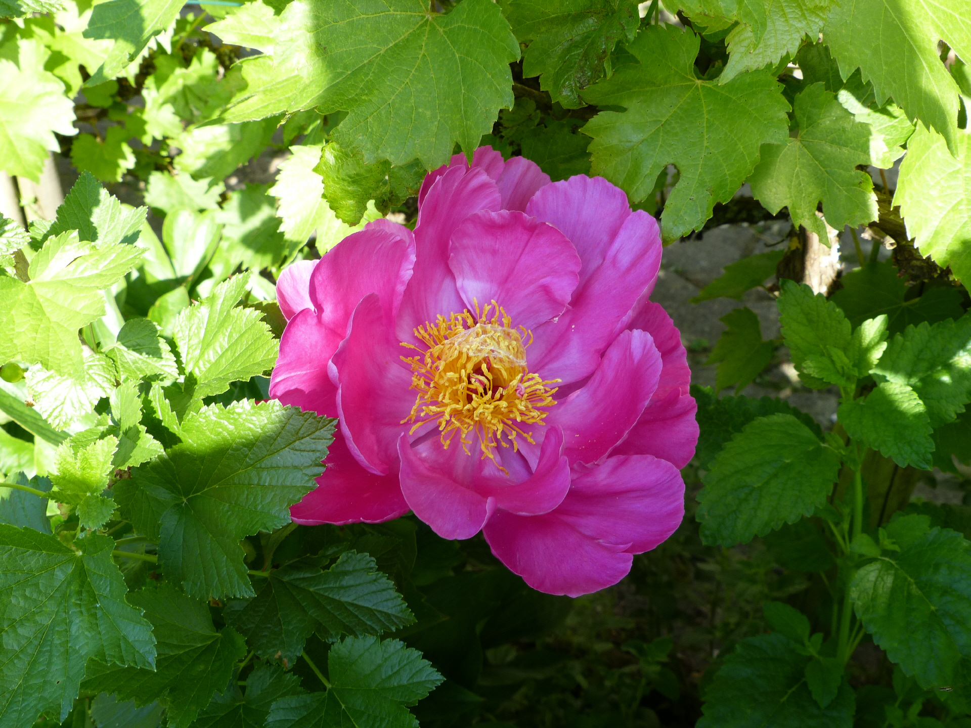 Gartenzauber und Ikebana